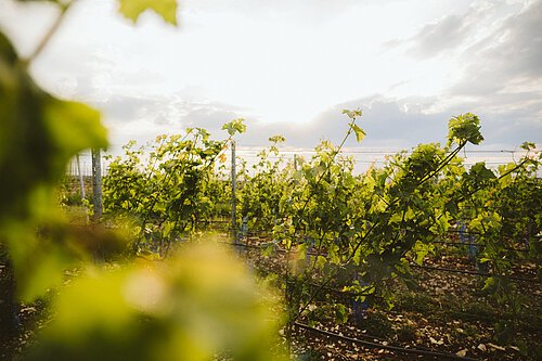 Weinberge Bleimer Schloss